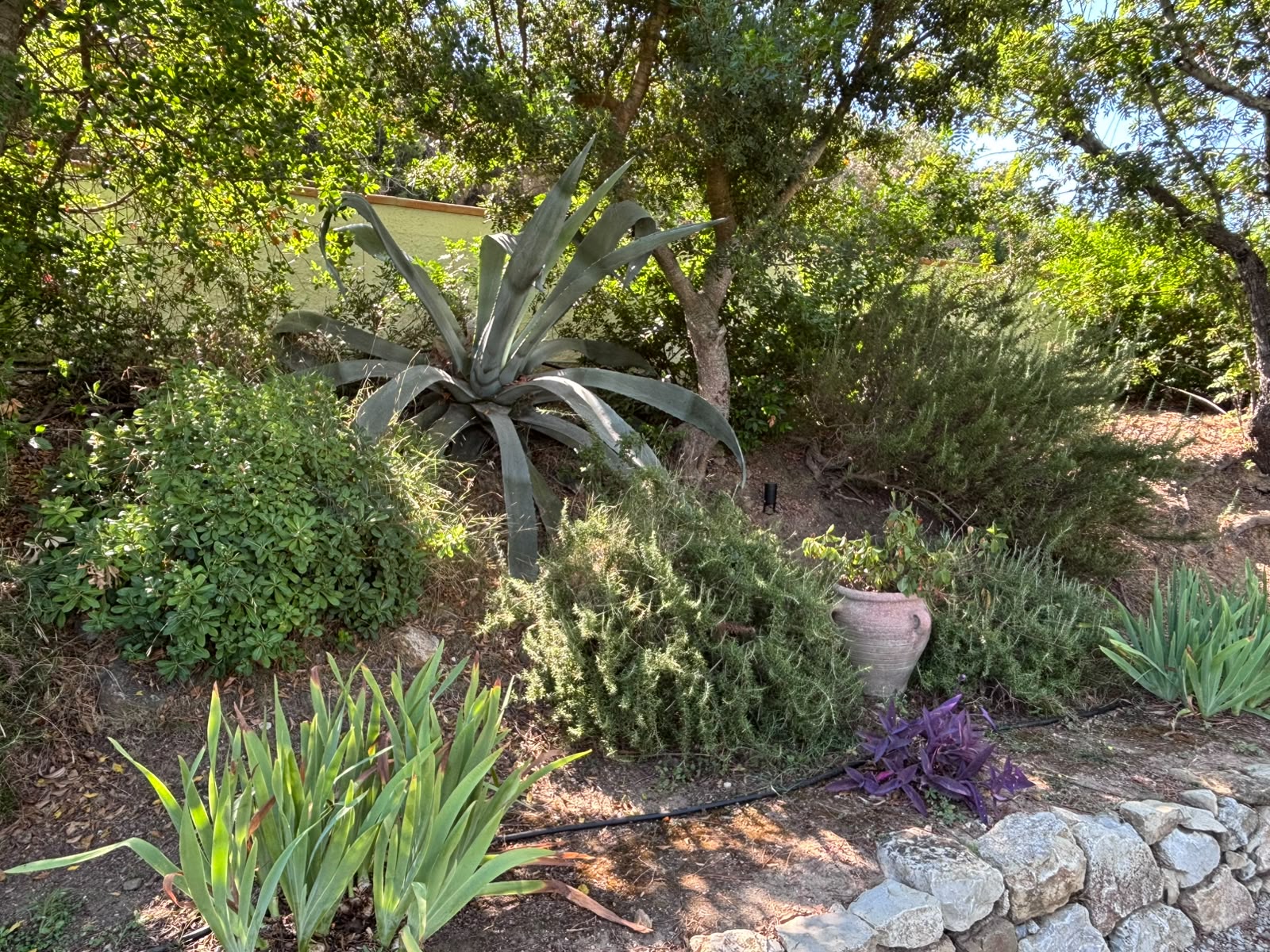La villa e il prato incorniciati dalla vegetazione mediterranea